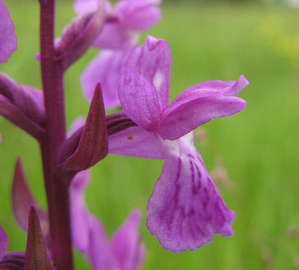 orchidee dal Cadore